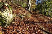 15 Foglie colorate d'autunno
